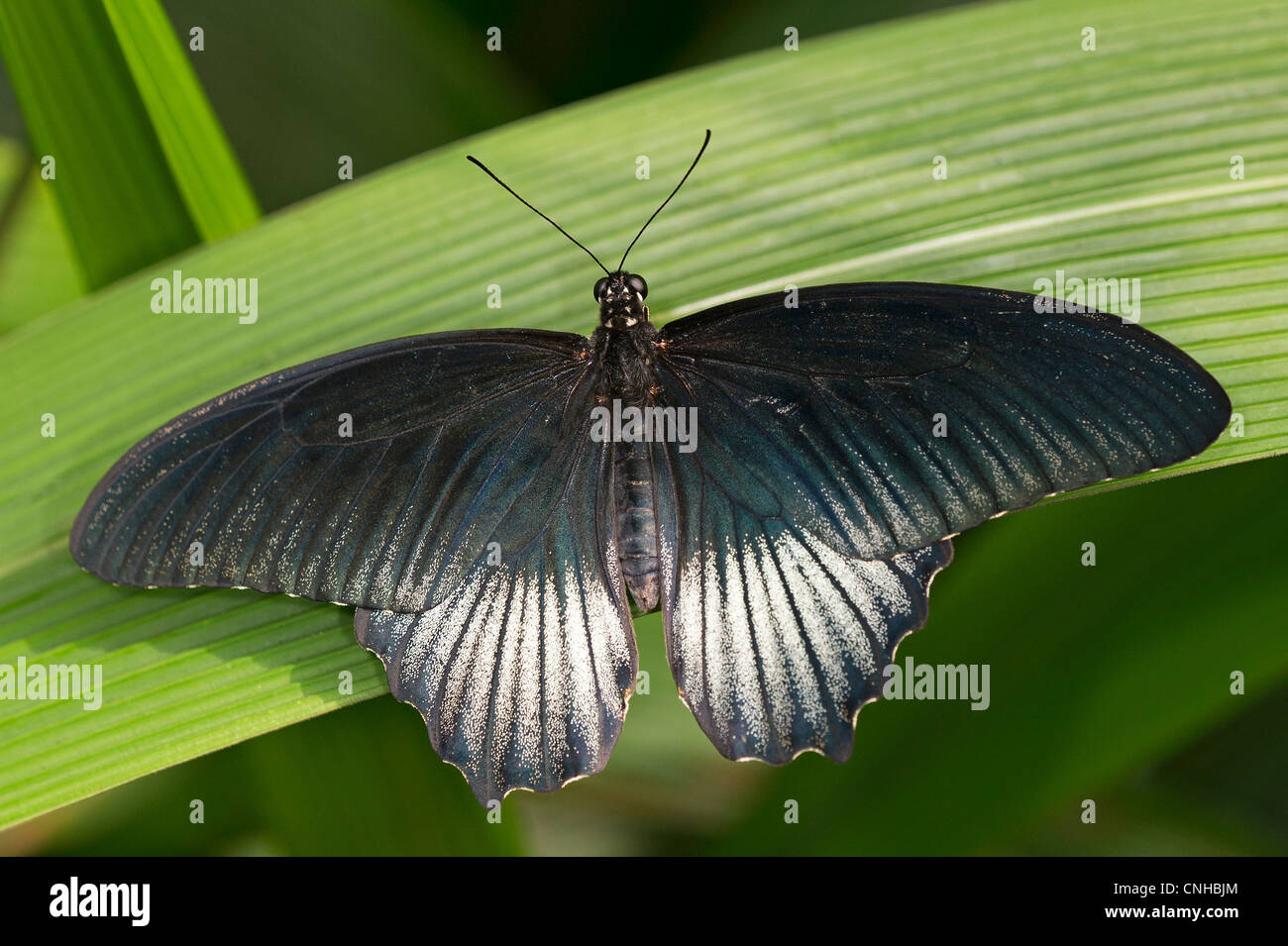 Ein Scharlachroter Schwalbenschwanz-Schmetterling im Ruhezustand Stockfoto