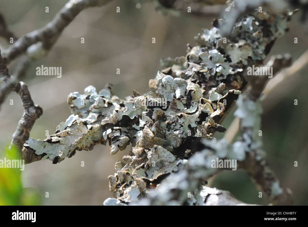 Foliose Flechten wachsen auf den Ästen eines kleinen Baumes in Schottland, Großbritannien. Stockfoto