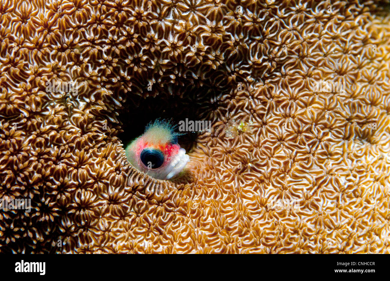 Ein Blenny Fisch steckt seinen Kopf aus einem Loch in einem Korallenriff vor der Küste von Coiba, Panama. Stockfoto