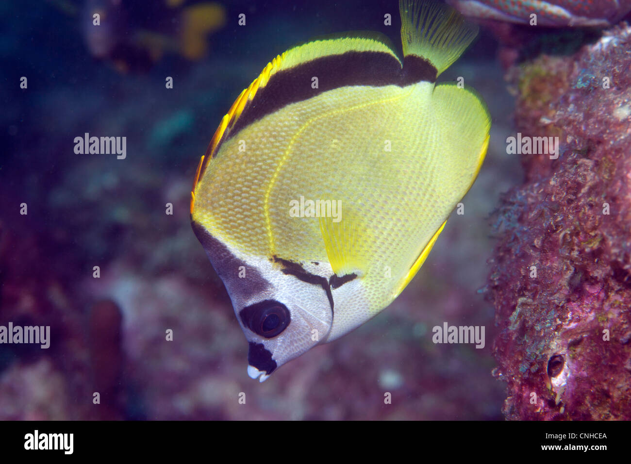 Ein Schmetterling Fisch vor der Küste von Coiba, Panama. Stockfoto