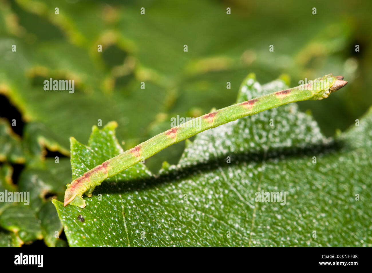 Eine Raupe der schönen Teppich Motte (Mesoleuca Albicillata) auf einem Blatt in dichten Wäldern Brede, West Sussex aufgespannt. Stockfoto