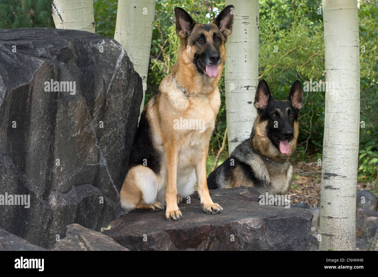 Deutsche Schäferhunde vor Espen Stockfoto