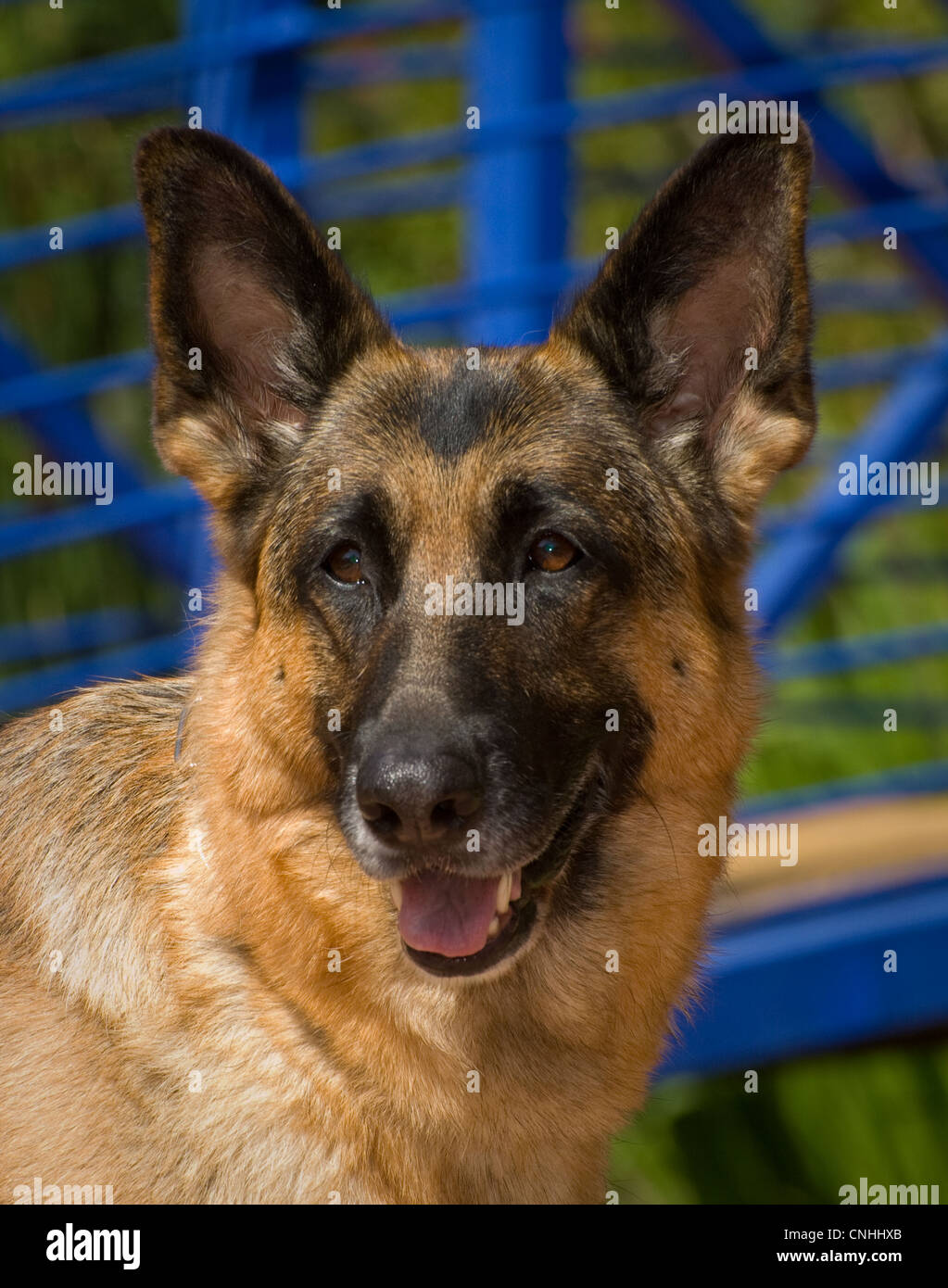 Deutscher Schäferhund-Kopf geschossen Stockfoto