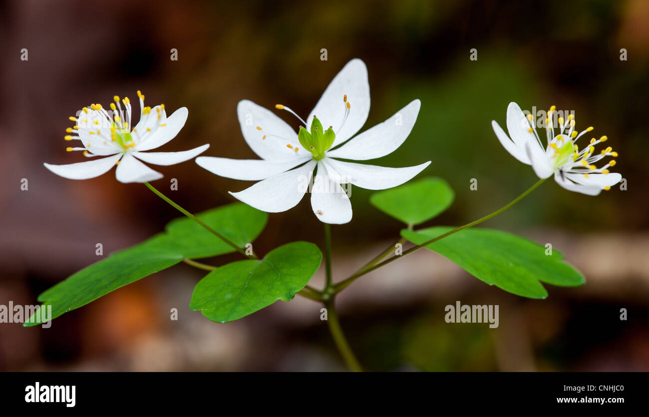 Die Rue Anemone ist eine frühe Frühling wildflower, wachsen in den meisten reichen Wäldern Umgebungen von April bis Juni werden kann. Es ist eine sehr zarte Pflanze und wird im geringsten Wind bewegen. Es ist leicht in einem wildflower Garten kultiviert. Stockfoto