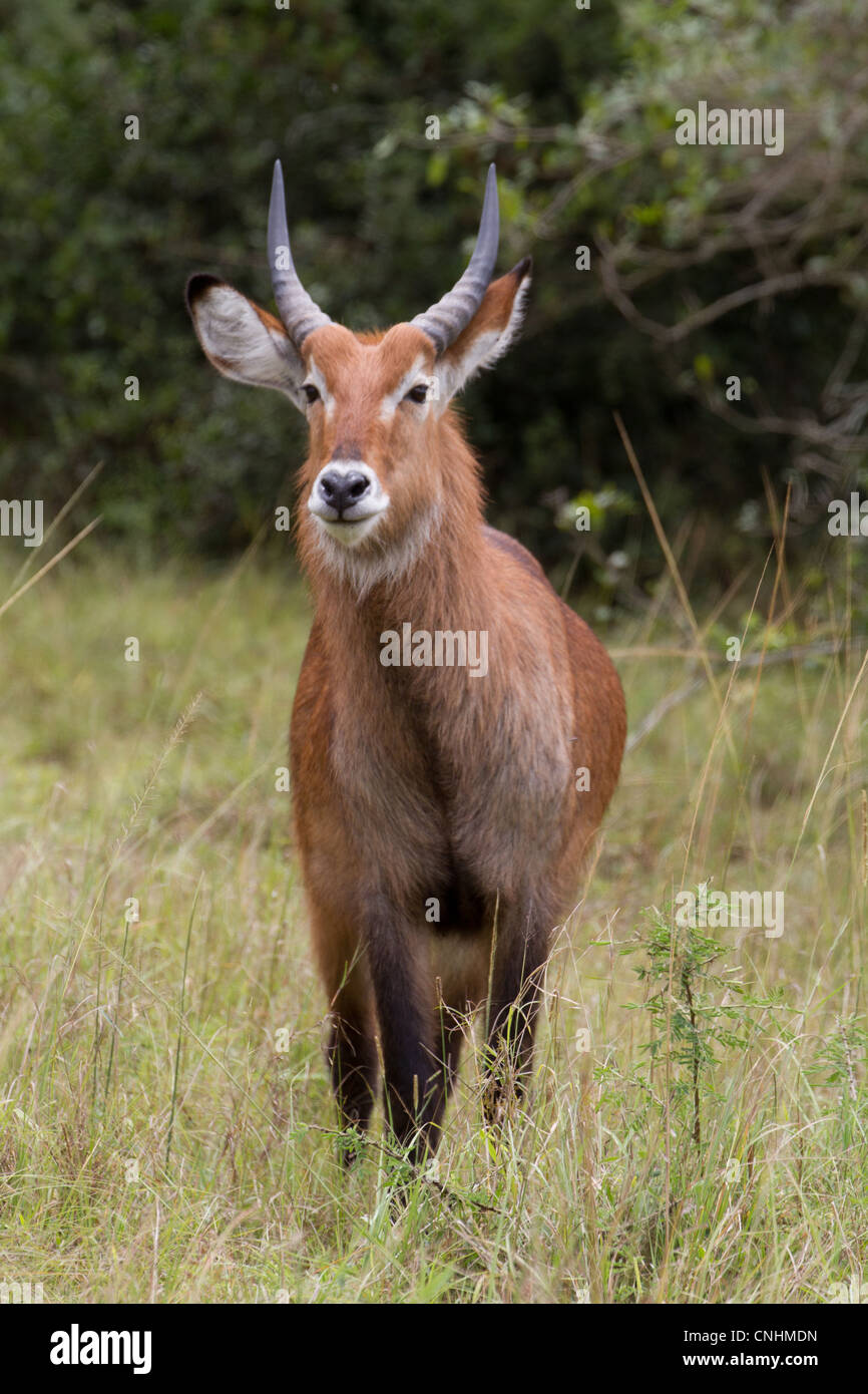 Junge männliche Defassa Wasserbock (Kobus Ellipsiprymnus Defassa) im Lake Mburo National Park, Uganda Stockfoto