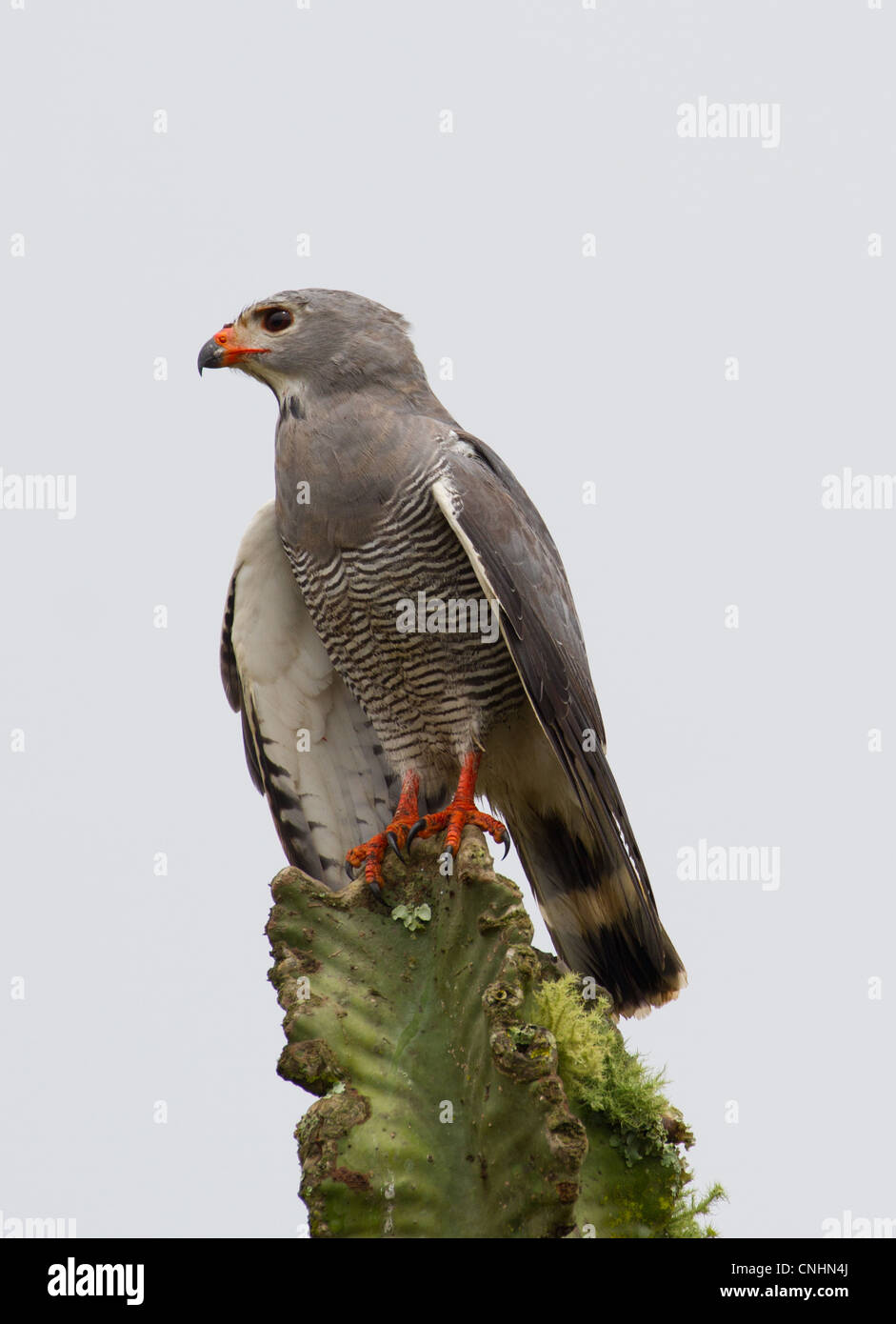 Gymnogene aka afrikanischen Harrier Hawk (Polyboroides Typus) thront auf Euphorbia im Lake Mburo National Park, Uganda Stockfoto