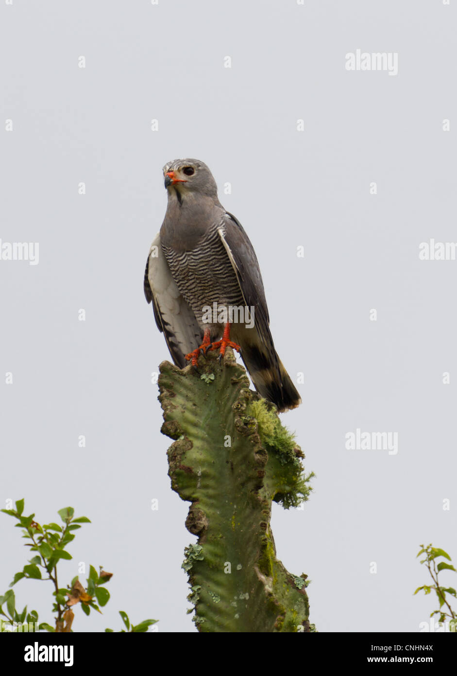 Gymnogene aka afrikanischen Harrier Hawk (Polyboroides Typus) thront auf Euphorbia im Lake Mburo National Park, Uganda Stockfoto