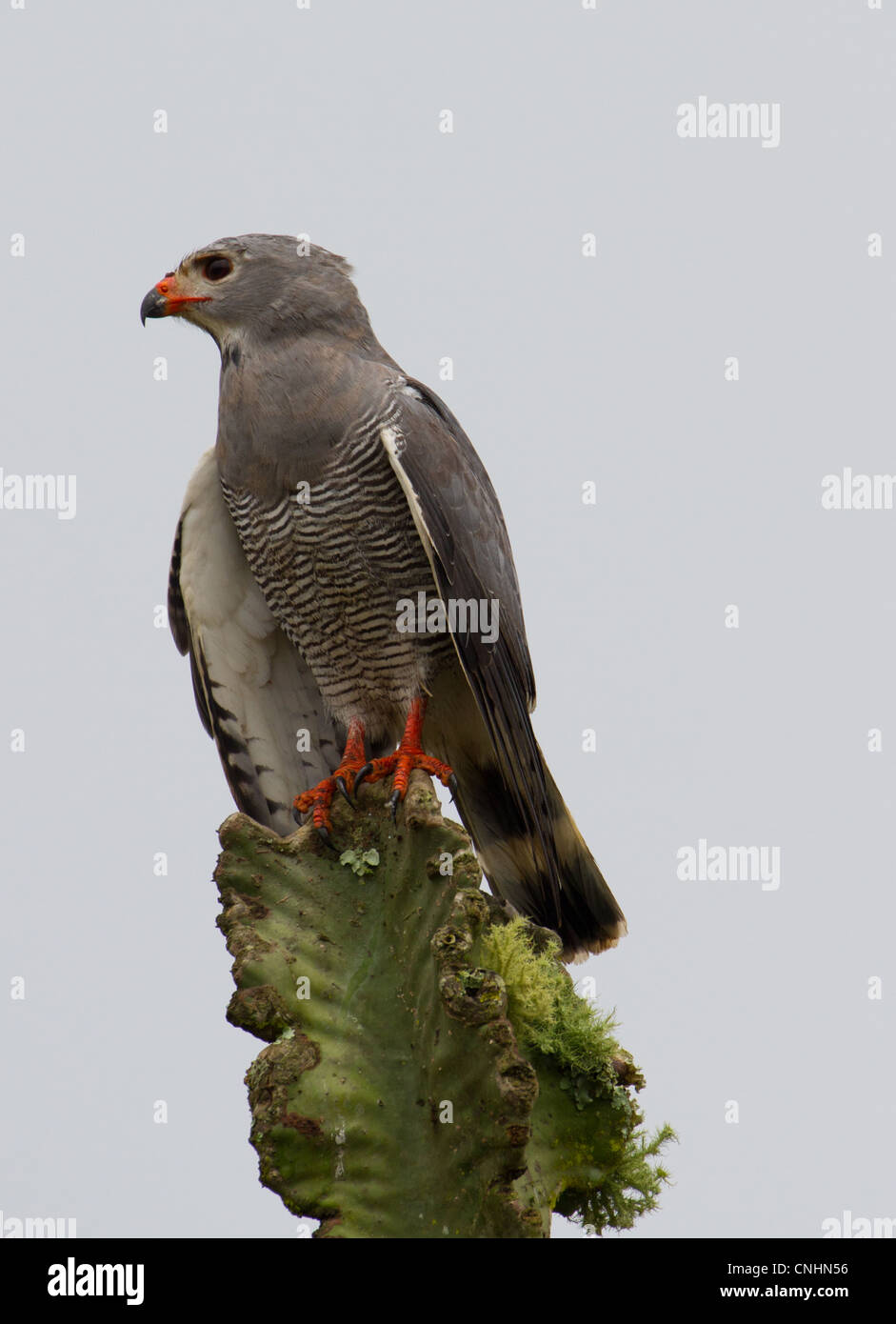 Gymnogene aka afrikanischen Harrier Hawk (Polyboroides Typus) thront auf Euphorbia im Lake Mburo National Park, Uganda Stockfoto