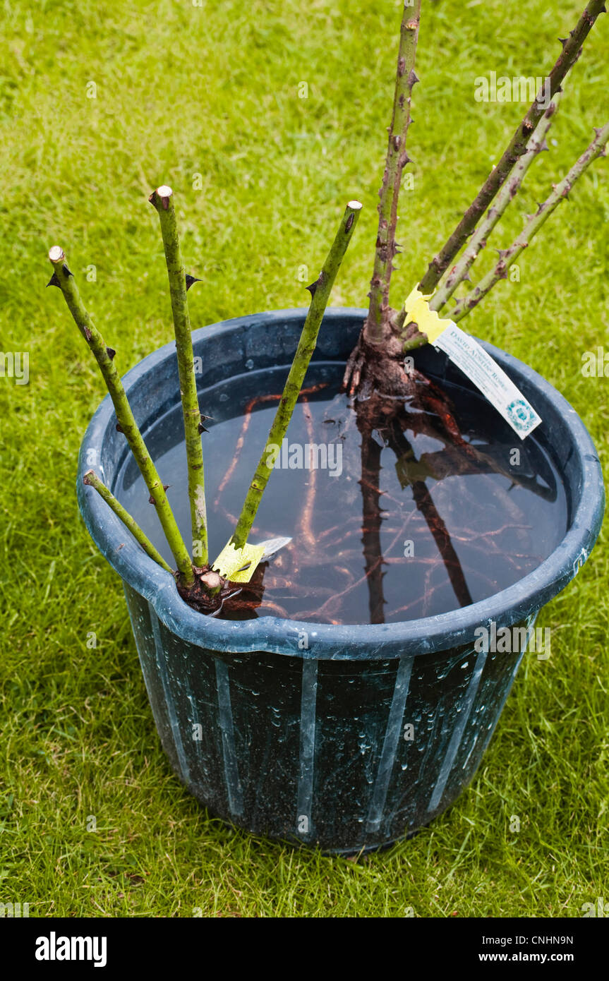 Nackten Stamm Rosen in einen Eimer mit Wasser einweichen, bevor Sie ausgepflanzt werden. (David Austin Etikett sichtbar). UK Stockfoto