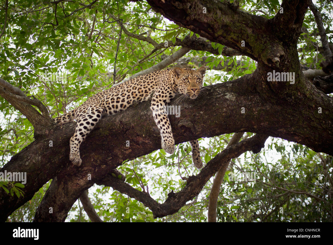 Ein Leopard, liegend auf einem Ast, wegschauen Stockfoto