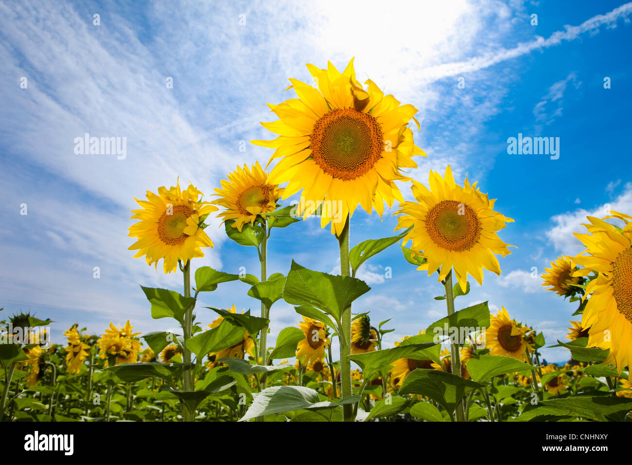 Sonnenblumen wachsen in einem Feld Stockfoto