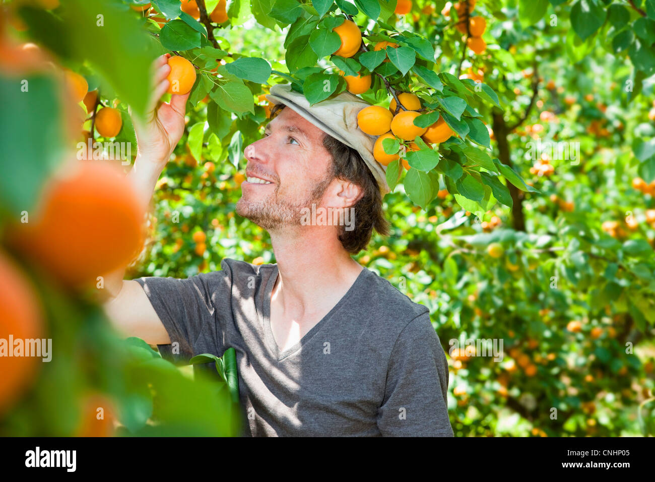 Ein Mann Kommissionierung einer Aprikose aus einen Aprikosenbaum Stockfoto