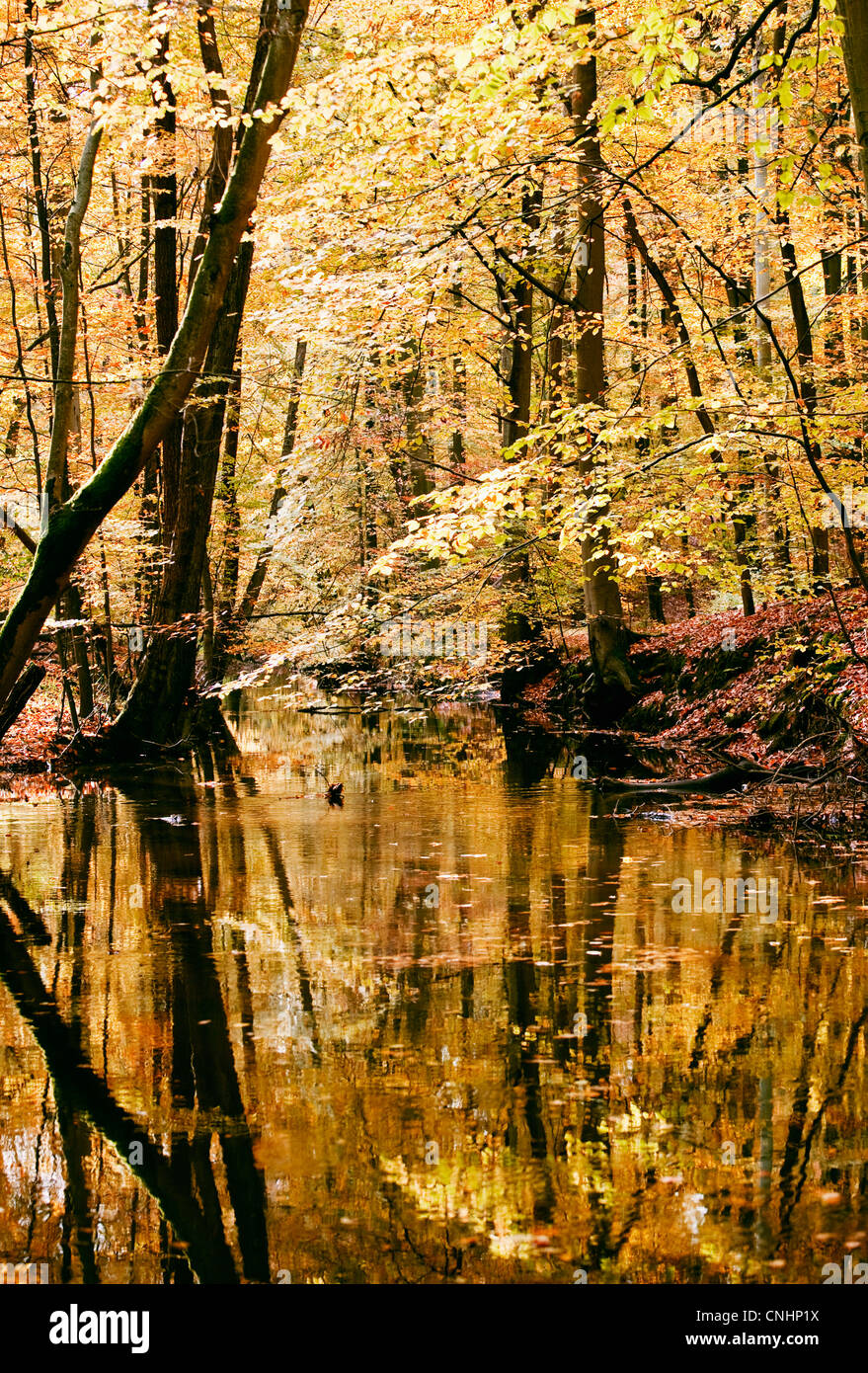 Herbst in einem Wald mit einem Bach Stockfoto