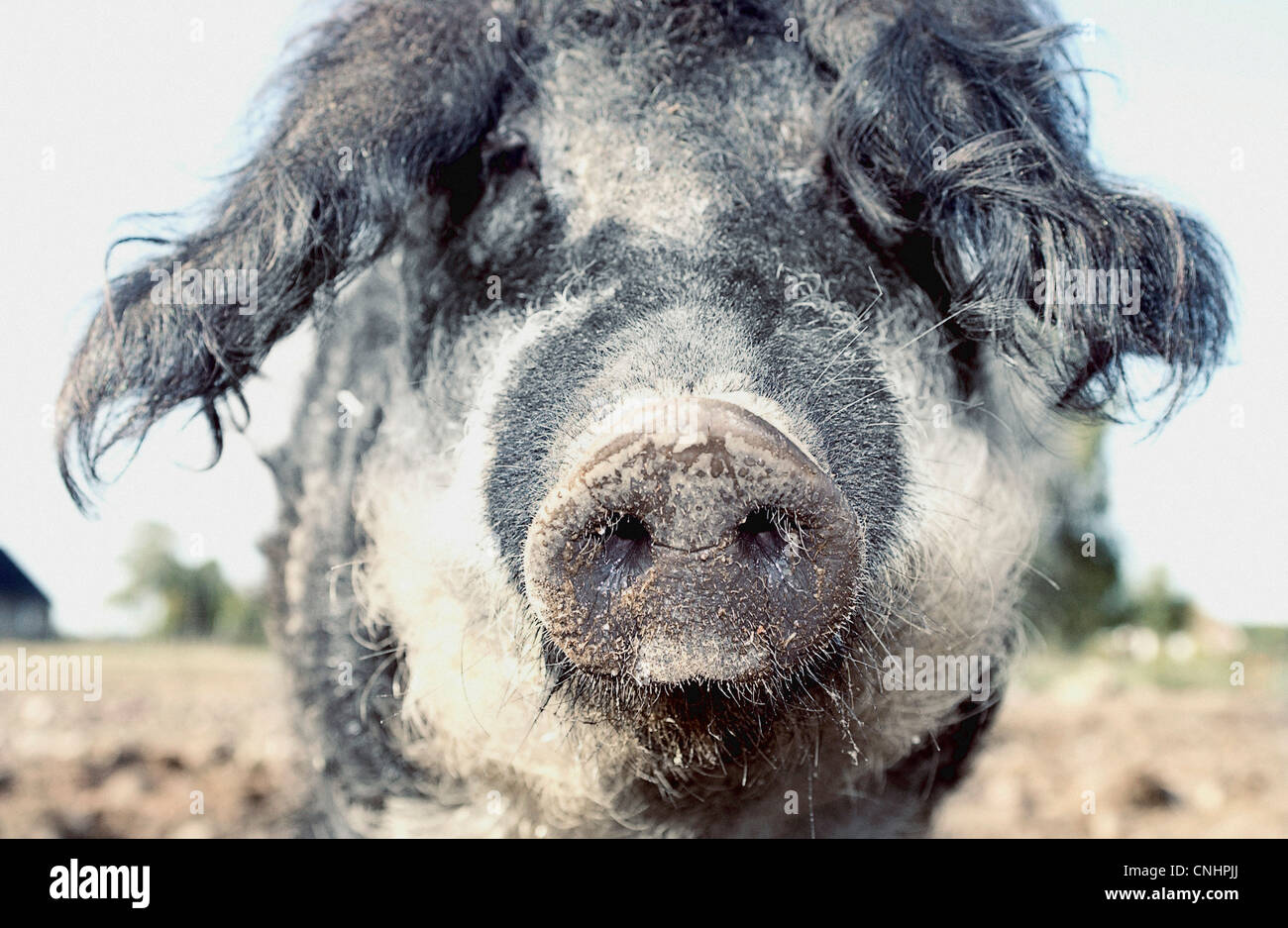 Schwein auf Hof Blick in die Kamera Stockfoto