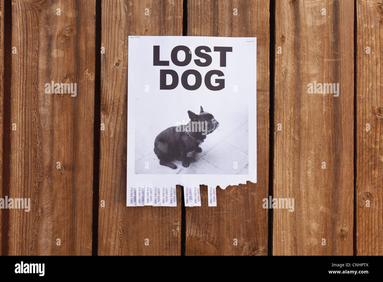 Einen verlorenen Hund Flyer auf einem Holzzaun veröffentlicht Stockfoto