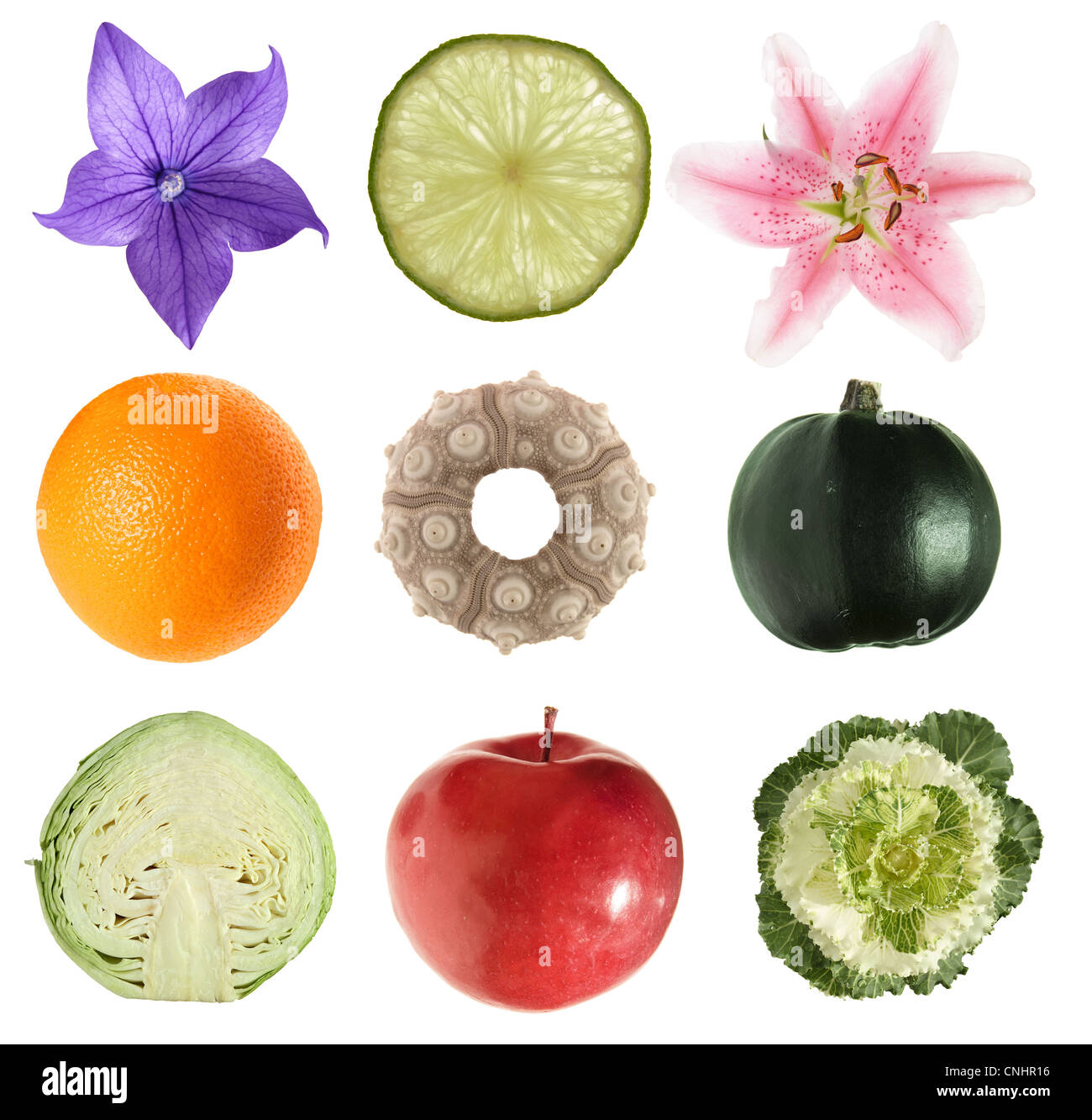 Sammlung von natürlichen Runde Objekte isoliert auf weiss Stockfoto