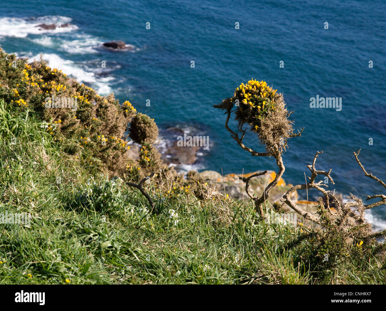 Lizard Point in Cornwall England UK Stockfoto