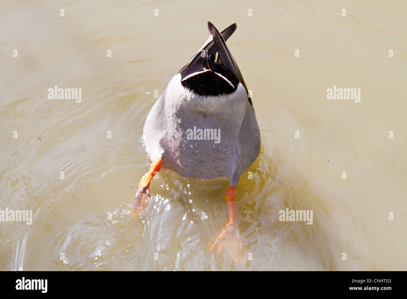 Schwanz Der Ente Stockfotos und -bilder Kaufen - Alamy