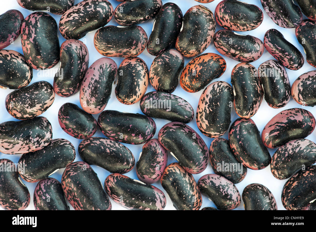 Phaseolus Coccineus. Runner Bean Samen Scarlet Kaiser auf weißem Hintergrund Stockfoto