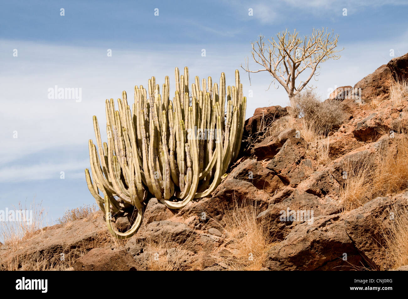 Kaktus wächst in freier Wildbahn Stockfoto
