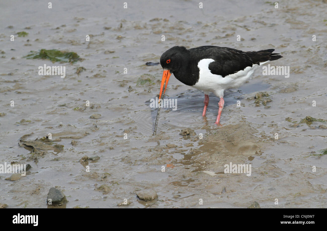 Eurasischen Austernfischer (Haematopus Ostralegus) Erwachsenen, Fütterung, ziehen marine Wurm aus Schlamm, Schottland, Juni Stockfoto