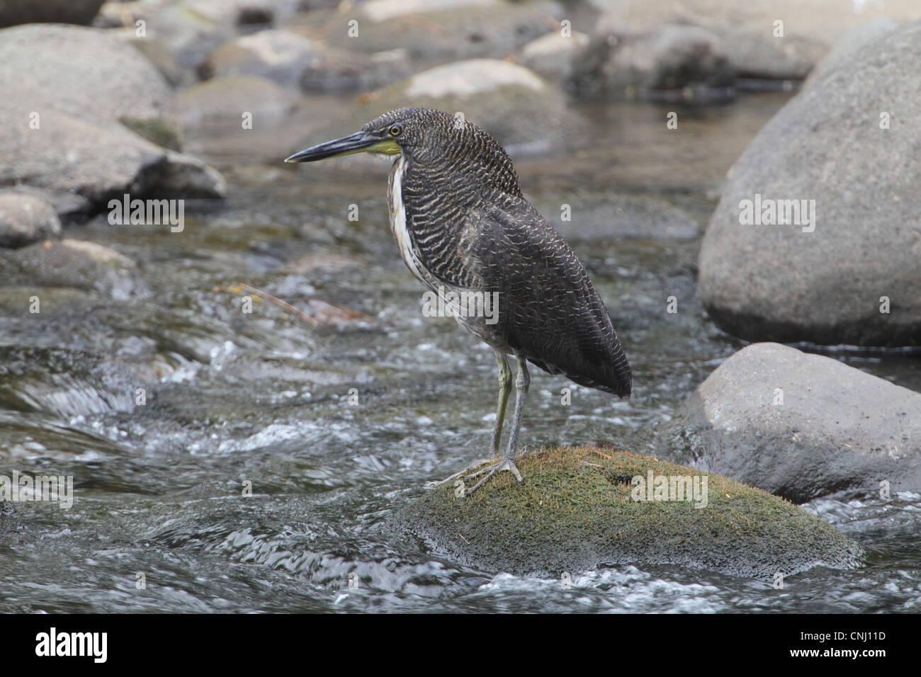 Fasciated Tiger-Reiher (Tigrisoma Fasciatum) Erwachsenen, stehen auf Felsen im Fluss, Costa Rica, Februar Stockfoto