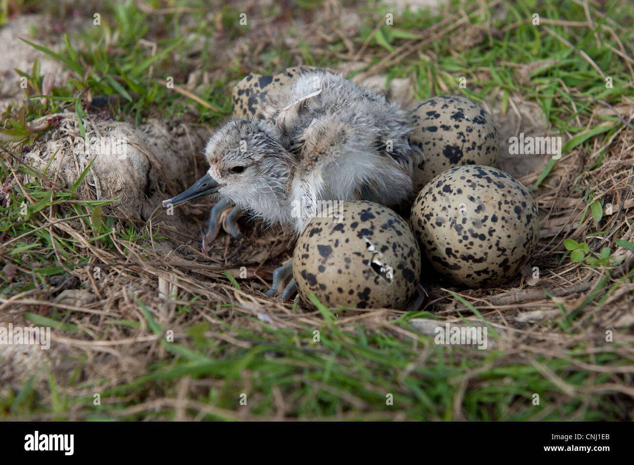 Eurasische Säbelschnäbler (Recurvirostra Avocetta) frisch geschlüpften Stunde alte Küken und Bruteier im nest, Norfolk, England, kann Stockfoto