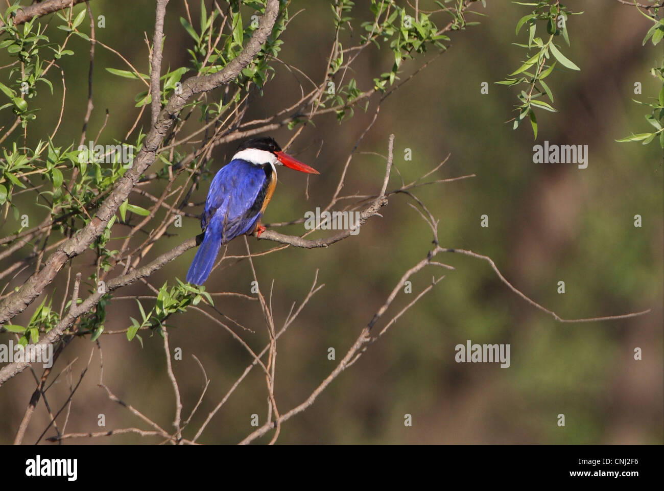 Schwarz-capped Kingfisher (Halcyon Pileata) Erwachsenen, thront auf Zweig, Beidaihe, Hebei, China, kann Stockfoto