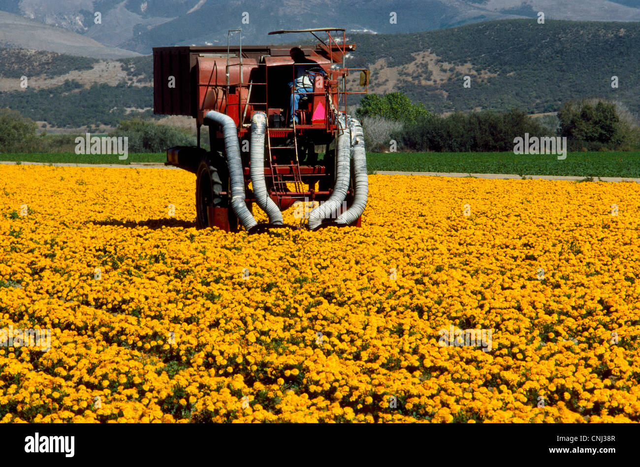 Eine landwirtschaftliche Erntemaschine saugt Samen aus goldenen Ringelblumen in einem Bauernhof in der Nähe von Lompoc in Santa Barbara County, Kalifornien, USA. Stockfoto
