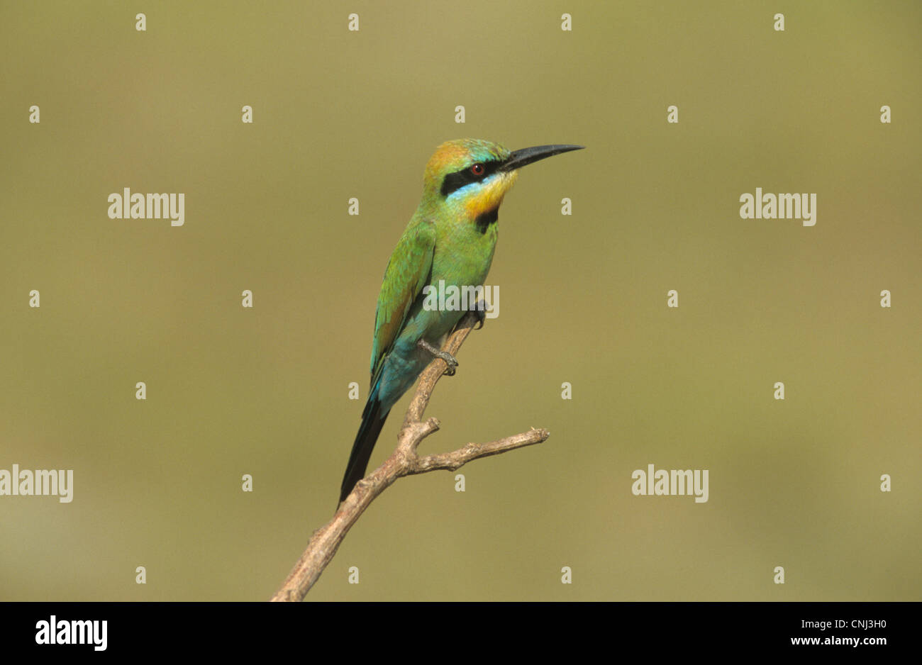 Regenbogen Bienenfresser (Merops Ornatus) Erwachsenen, thront auf Zweig, Australien Stockfoto