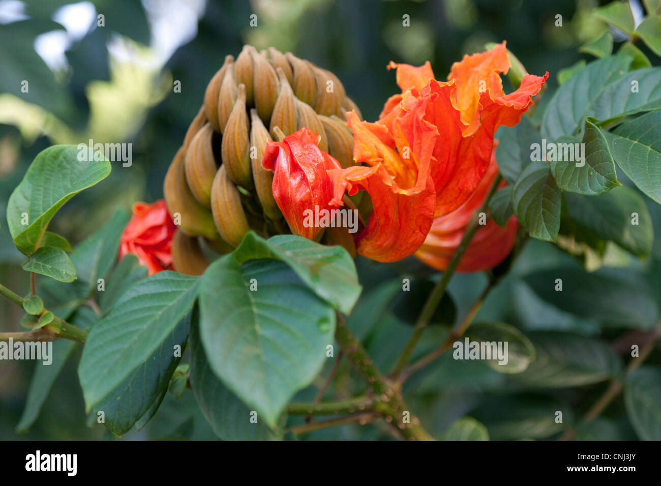 Die Blume des Baumes Brunnen (Spathodea Campanulata). Chiang Rai - Thailand. La Fleur du Tulipier du Gabun (Thaïlande). Stockfoto