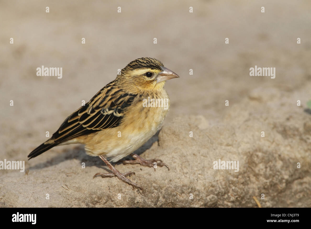 Gleitaar Bischof (Euplectes Hordeaceus) Erwachsene männliche, nicht-Zucht Gefieder, auf Anhöhe, Gambia, Januar Stockfoto