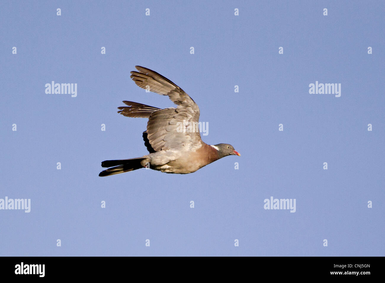 Ringeltaube (Columba Palumbus) Erwachsenen, während des Fluges mit fehlenden Schwungfedern, Suffolk, England, Juni Stockfoto