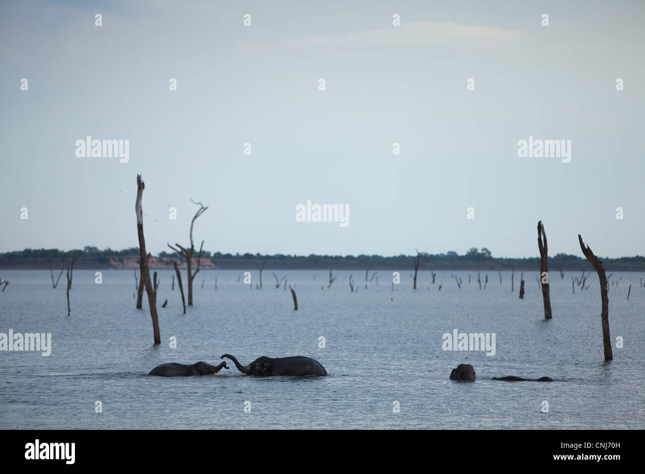 Minneriya Nationalpark, Sri Lanka. Elepahants Gericht im Wasser. Stockfoto