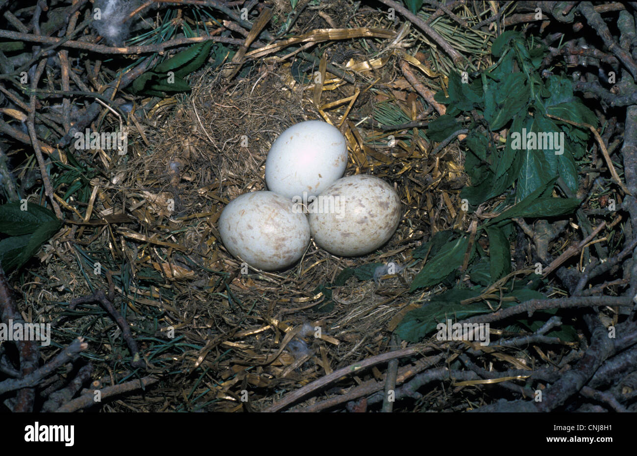 Bussard (Buteo Buteo) drei Eiern im nest Stockfoto