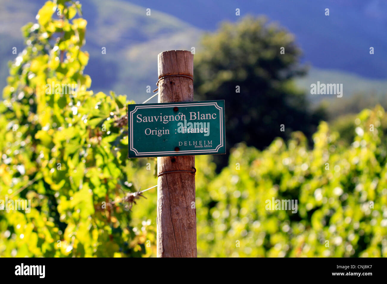 Sauvignon Blanc Wein im Weingut delheim in Stellenbosch in den Cape Winelands. Stockfoto