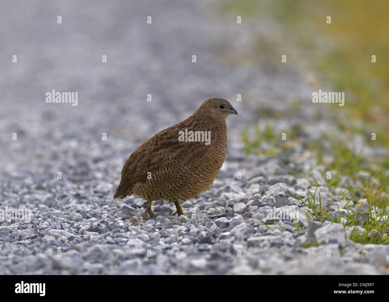 Brown-Wachteln (Coturnix Ypsilophora) eingeführt Arten, Erwachsene, zu Fuß auf Kies, New Zealand, november Stockfoto