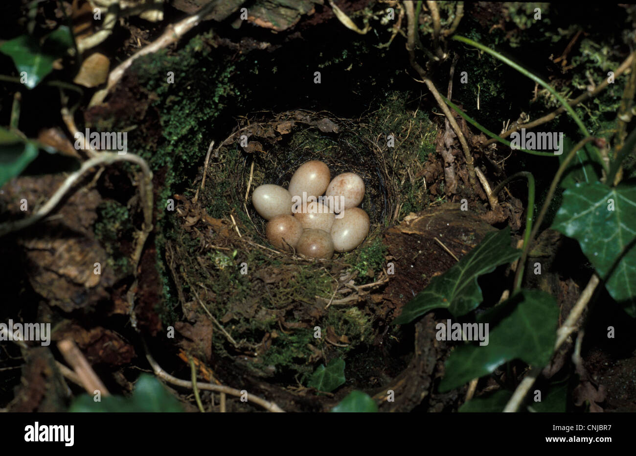 Robin (Erithacus Rubecula) Nest und Ei Stockfoto
