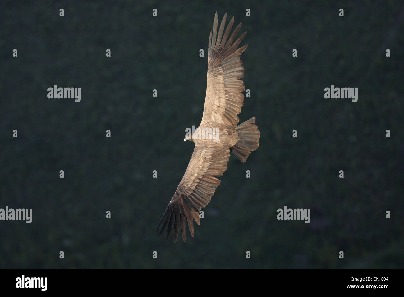 Anden-Kondor Vultur Kondor im Flug Kreisen Roost-Website in der späten Nachmittag Sonne Ongamira Cordoba Argentinien April unreif Stockfoto