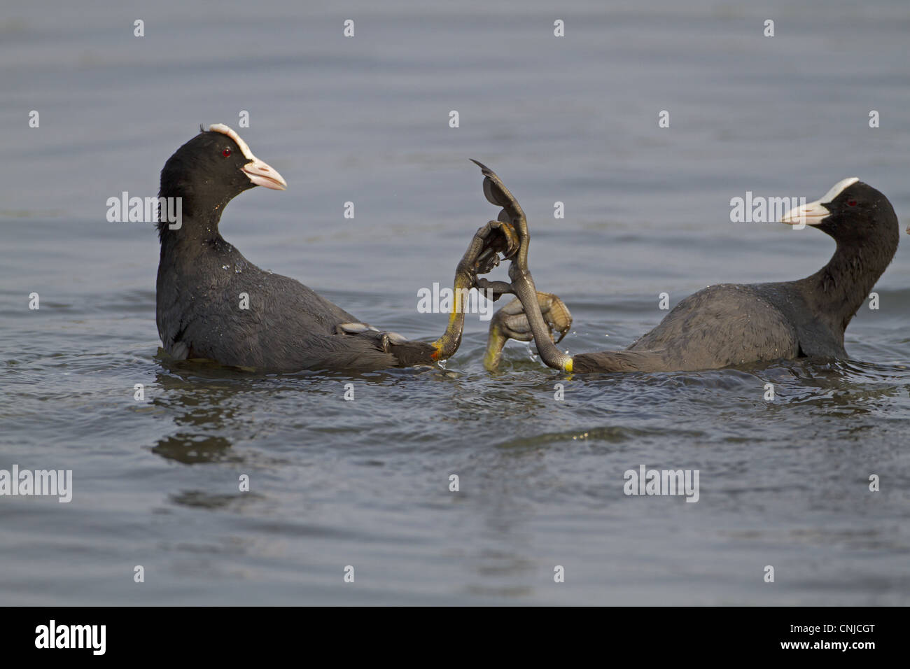 Gemeinsamen Blässhuhn (Fulica Atra) zwei Erwachsene, kämpfen im Wasser, Norfolk, England Stockfoto