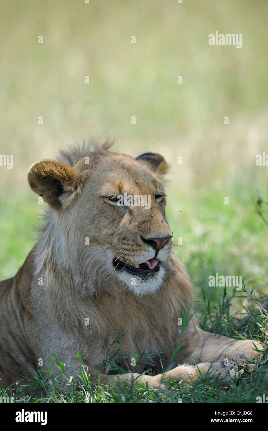 East African Lion - Massai-Löwe (Panthera Leo Nubica) jungen männlichen Verlegung im Schatten auf der Wiese in Masai Mara Stockfoto