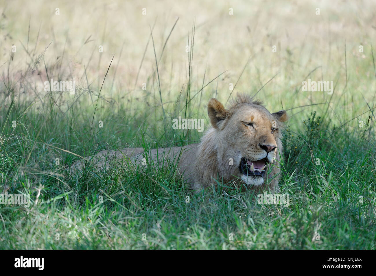 East African Lion - Massai-Löwe (Panthera Leo Nubica) jungen männlichen Verlegung im Schatten auf der Wiese in Masai Mara Stockfoto