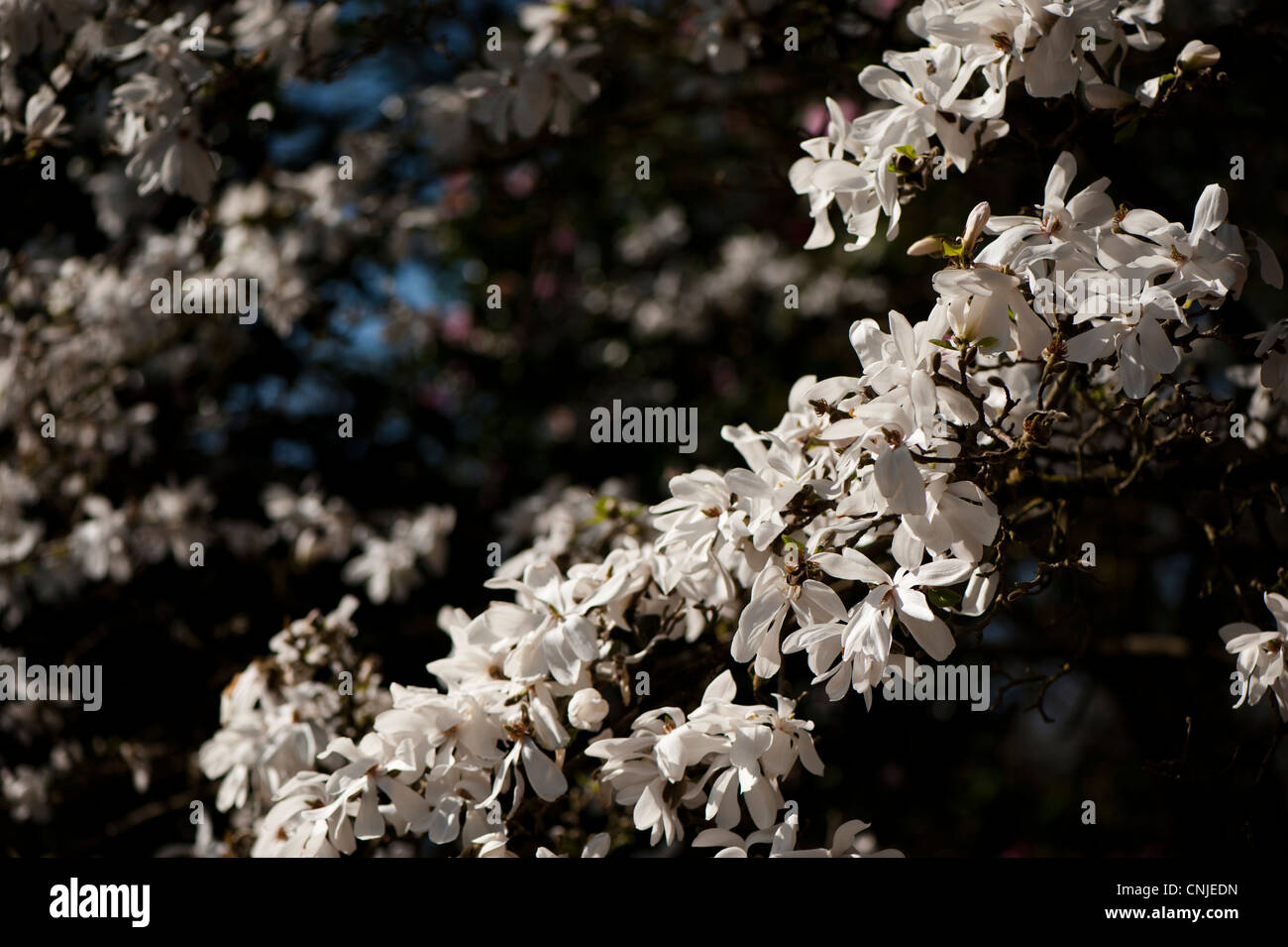 Magnolia X loebneri 'Merrill', Hybrid-Magnolie in voller Blüte Stockfoto