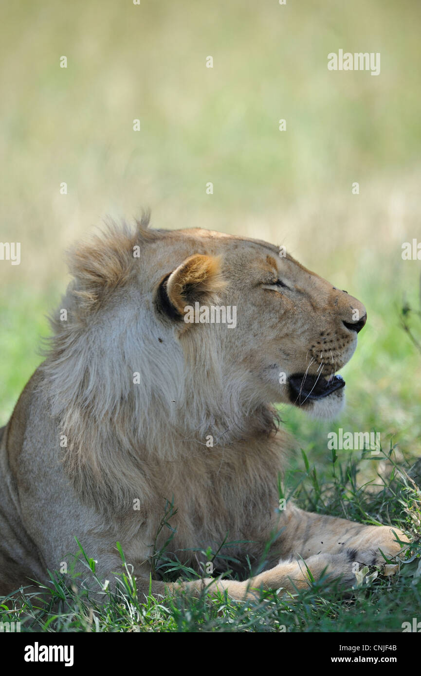 East African Lion - Massai-Löwe (Panthera Leo Nubica) jungen männlichen Verlegung im Schatten auf der Wiese in Masai Mara Stockfoto