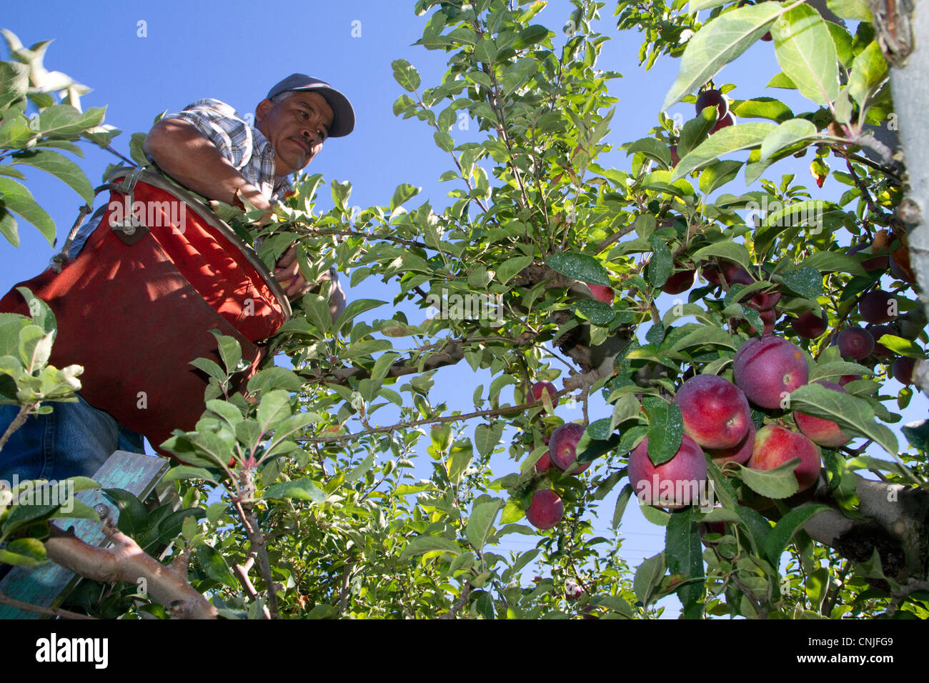 Wanderarbeitnehmer Ernte Äpfel im Canyon County, Idaho, USA. Stockfoto