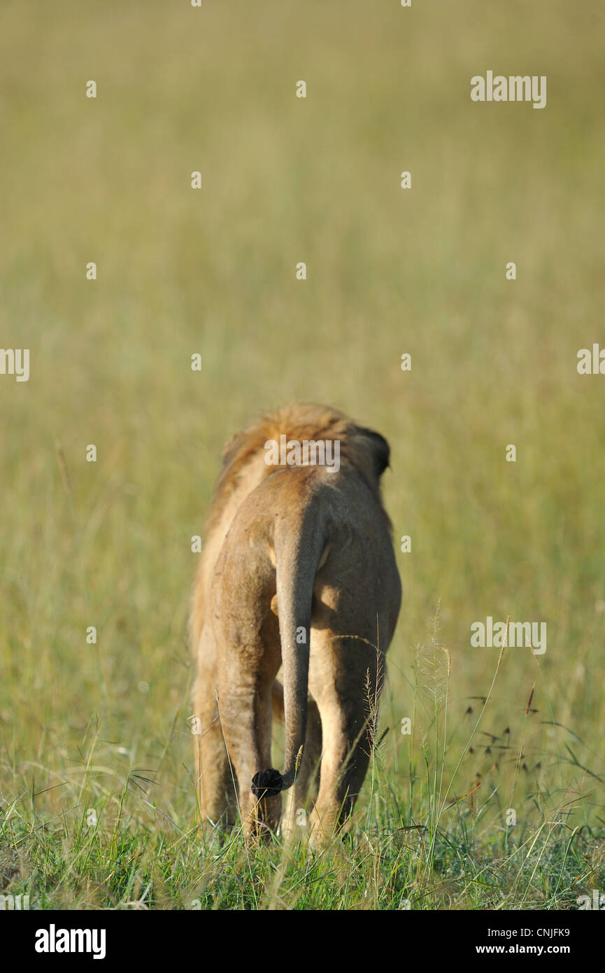 East African Lion - Massai-Löwe (Panthera Leo Nubica) Hinterhand einen männlichen zu Fuß in den Rasen in Masai Mara - Kenia Stockfoto