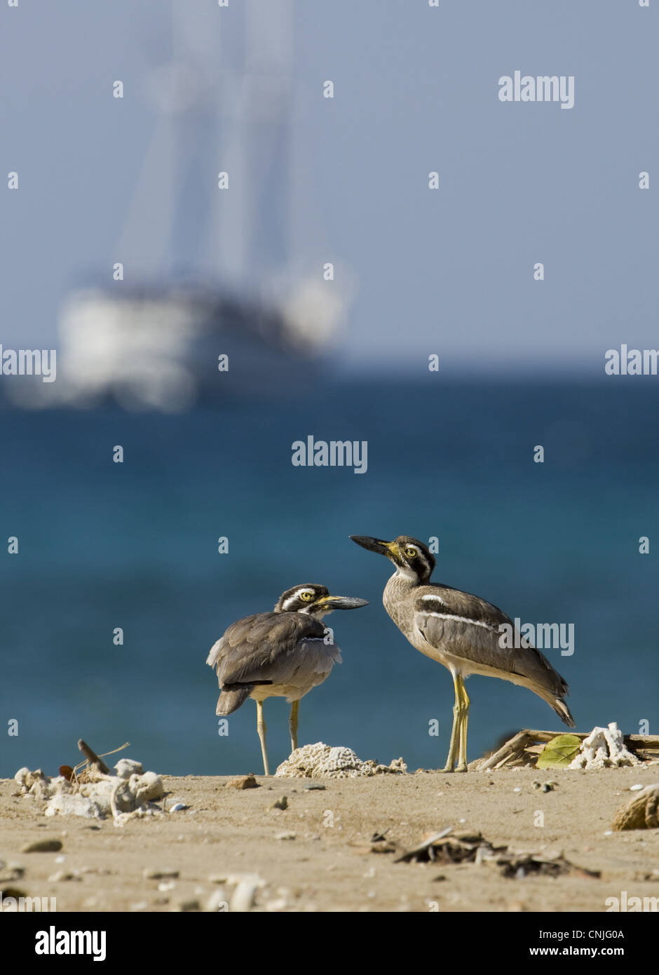 Beach-Stein-Brachvogel (Esacus Giganteus) zwei Erwachsene, stehen am Strand, mit Schiff im Hintergrund, Insel Komodo, Indonesien Stockfoto