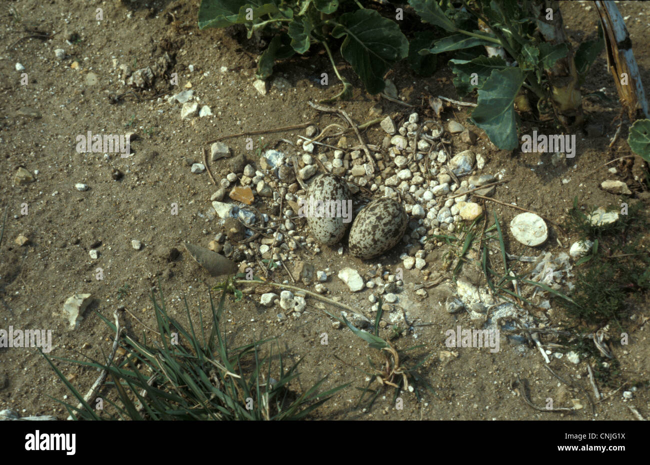 Stein-Brachvogel (Numenius Arquata) Nest und zwei Eiern Stockfoto