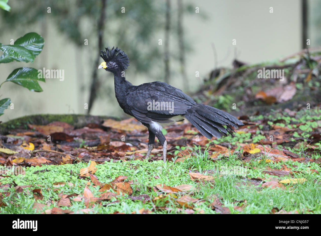 Großes Curassow (Crax Rubra) Männchen, auf Nahrungssuche am Boden, Costa Rica, Februar Stockfoto