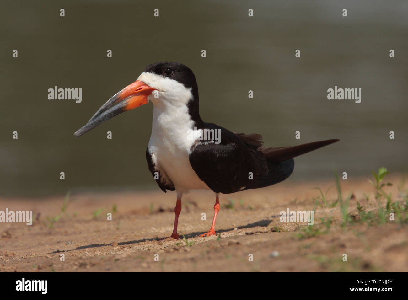 Schwarz-Skimmer (Rynchops Niger) Erwachsenen, Stand am Ufer, Cuiaba River, Mato Grosso, Brasilien, september Stockfoto